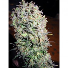 Nacho's Bud (3 semillas)