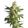Auto White Diesel Haze (3 semillas) de White Label