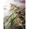 Caribe 5 semillas