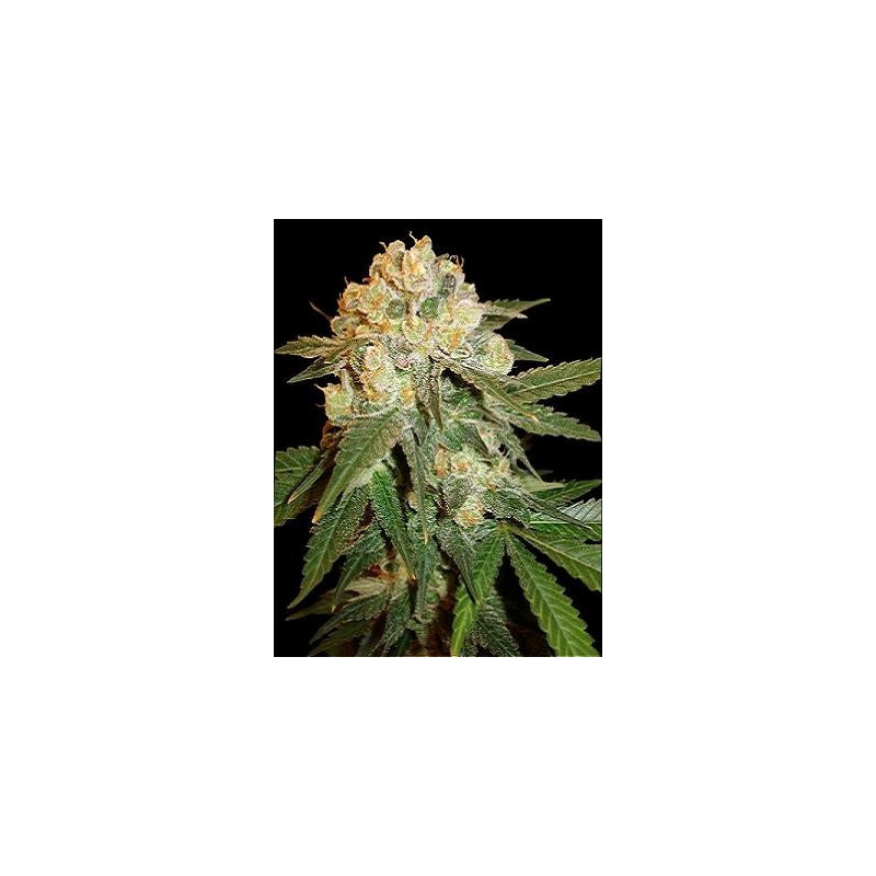 Semillas de marihuana Marmalate