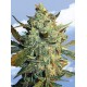 Power Skunk (5 semillas)