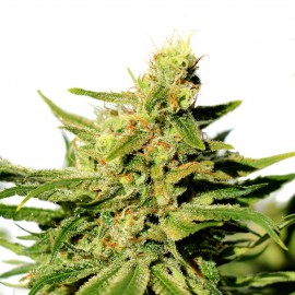 BCN Diesel CBD (3 semillas)