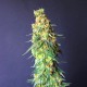 White Domina CBD