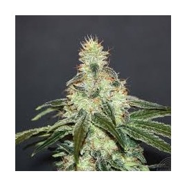 Mataro Blue CBD (3 semillas)