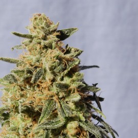 White Domina (3 semillas)