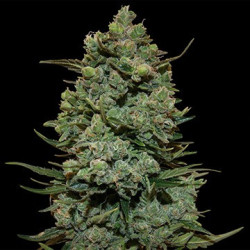 Cookies Kush feminizadas de Barney's Farm