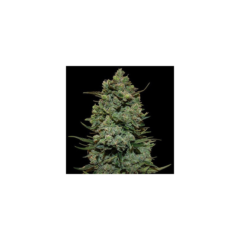 Cookies Kush feminizadas de Barney's Farm