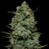 Cookies Kush feminizadas de Barney's Farm
