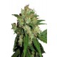 Sensi Skunk de Sensi Seeds