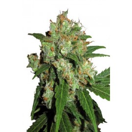 Sensi Skunk de Sensi Seeds