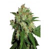Sensi Skunk