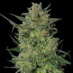 LSD feminizadas de Barney's Farm