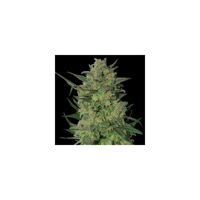 LSD feminizadas de Barney's Farm