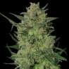 LSD feminizadas de Barney's Farm