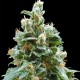Vainilla Kush