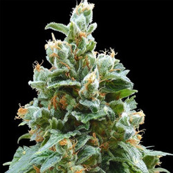 Vainilla Kush feminizadas de Barney's Farm