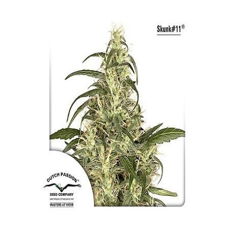 Semillas de marihuana Skunk 11