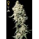 Semillas White Rhino de Green House