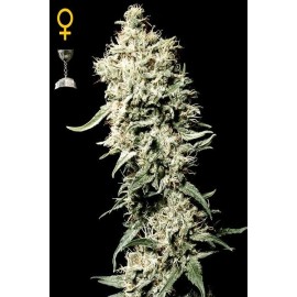 White Rhino