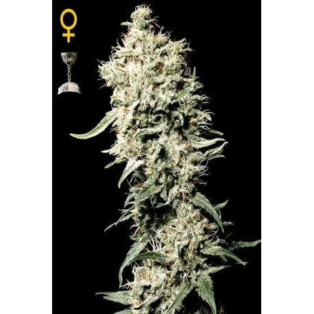 Semillas White Rhino de Green House
