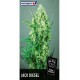 Semillas Jack Diesel de Positronics