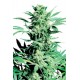 Semillas Shiva Skunk de Sensi Seeds