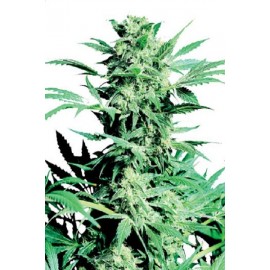 Semillas Shiva Skunk de Sensi Seeds