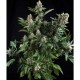 Auto White Widow