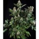 Semillas de maria Auto White Widow