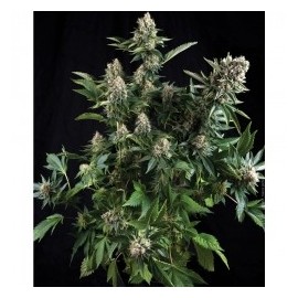 Semillas de maria Auto White Widow