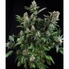 Auto White Widow