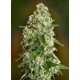 Semillas Critical Soma de Advanced Seeds