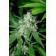 Semillas Haze Mist de Advanced Seeds