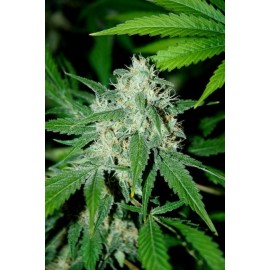 Semillas Haze Mist de Advanced Seeds