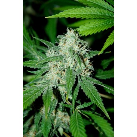 Semillas Haze Mist de Advanced Seeds