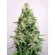 Semillas Kali 47 de Advanced Seeds