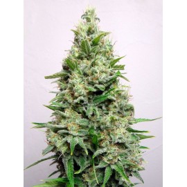 Semillas Kali 47 de Advanced Seeds