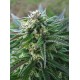 Semillas feminizadas White Kush