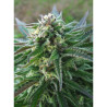 White Kush feminizadas de Advanced Seeds