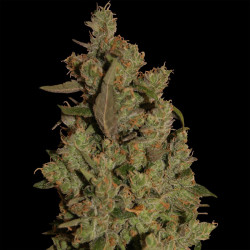 CBD Critical Cure feminizadas de Barney's Farm