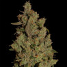 CBD Critical Cure feminizadas de Barney's Farm