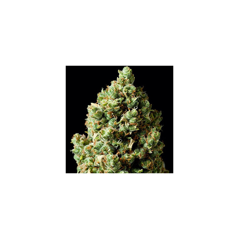 Crítical Kush feminizadas de Barney's Farm