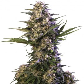 Semillas feminizadas Kraken de Buddha Seeds