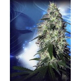 Semillas feminizadas Pulsar de Buddha Seeds