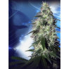 Pulsar feminizadas de Budha Seeds