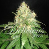 Northern Light Blue feminizadas de Delicious Seeds