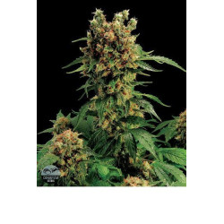 California Hash Plant