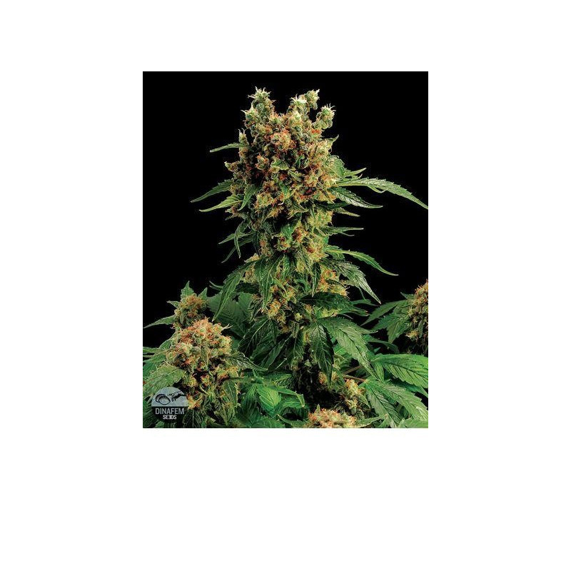 California Hash Plant