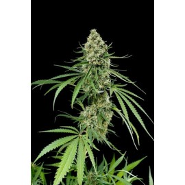 Semillas Critical + de Dinafem