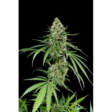 Semillas Critical + de Dinafem